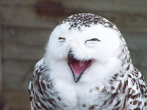 [Image: laughing-owl-by-kollor93-flickr.jpg]